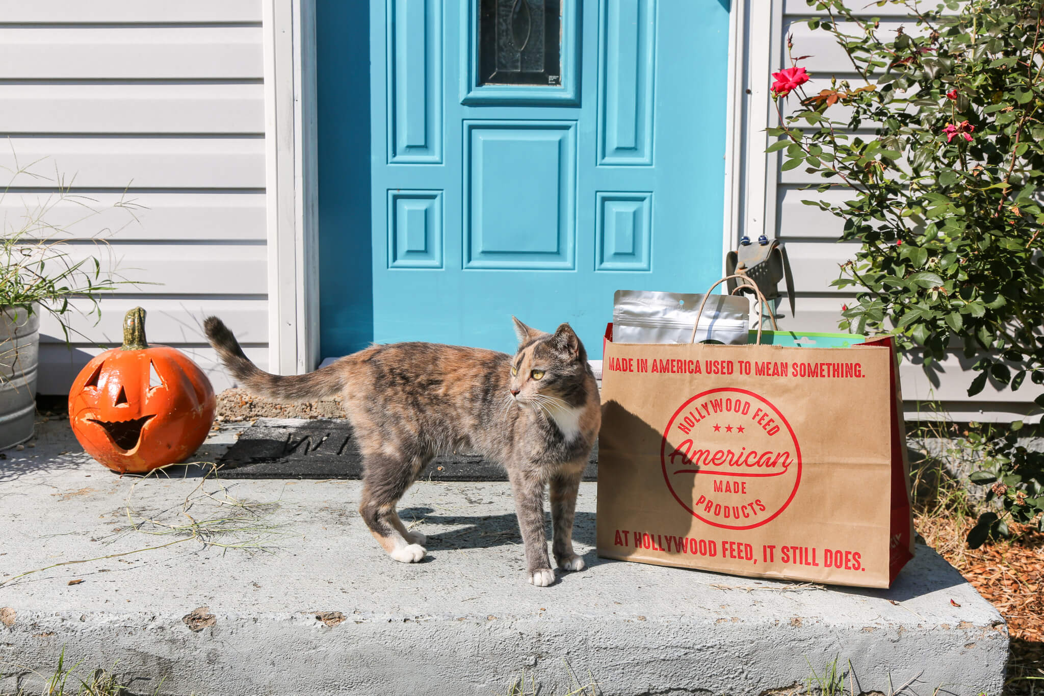 Cat outside house with Same Day Delivery Package