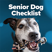 Senior Dog Checklist