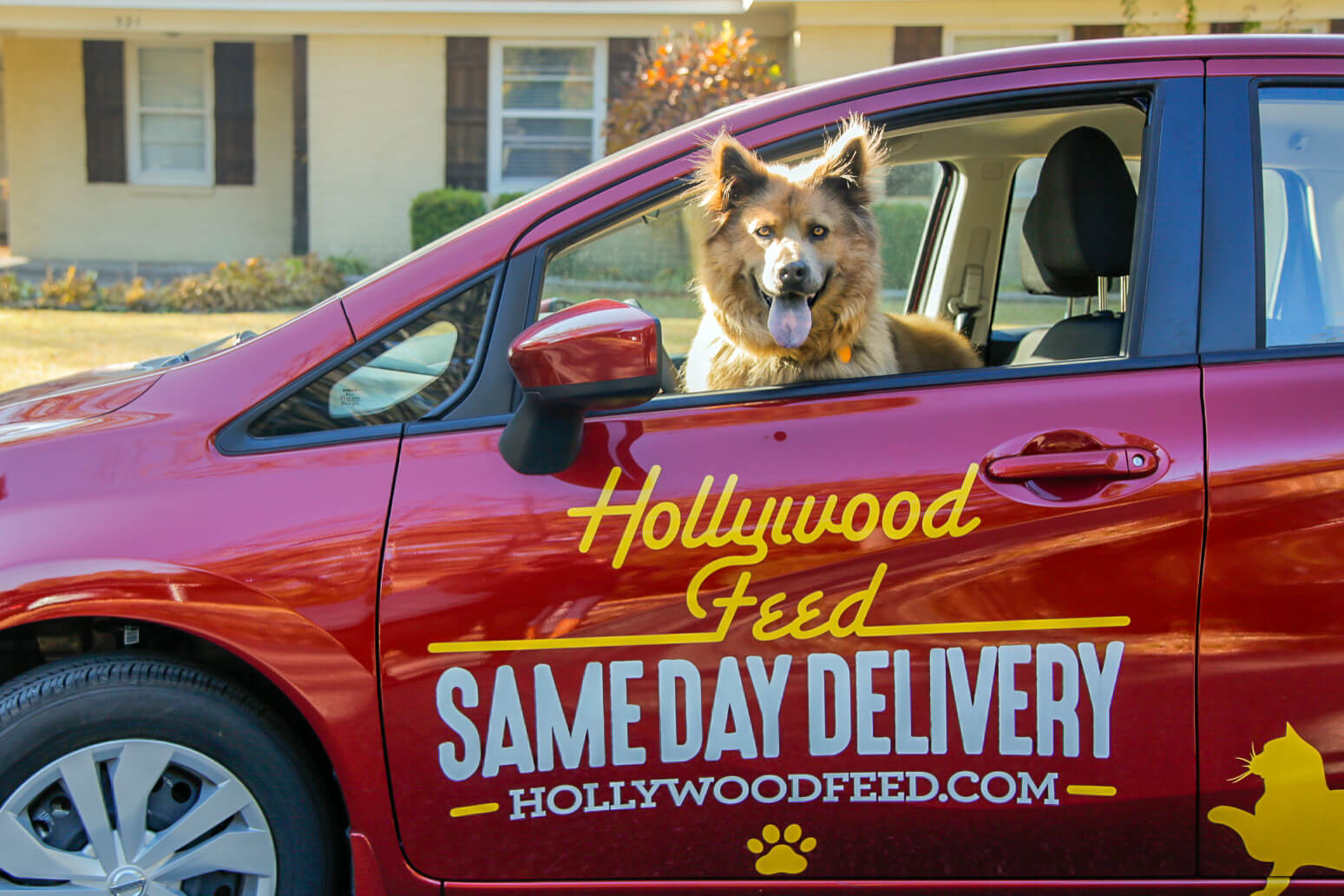 Dog on driver seat of the Same Day Delivery vehicle
