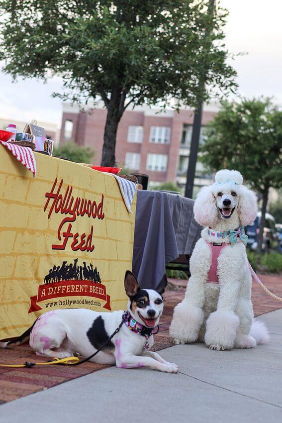 Dogs posing at Hollywood Feed sttall