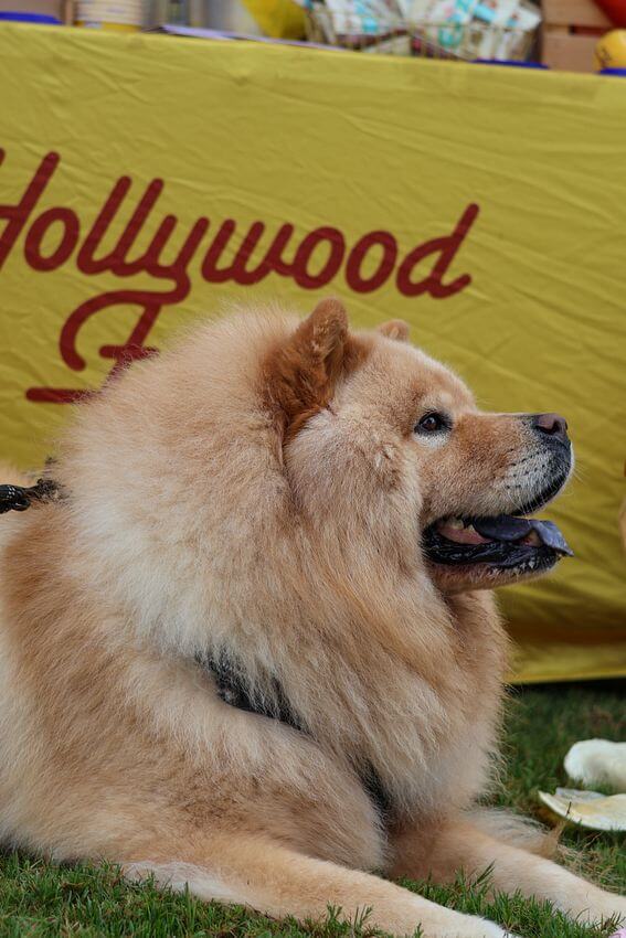 Dog with Hollywood Feed logo in the background