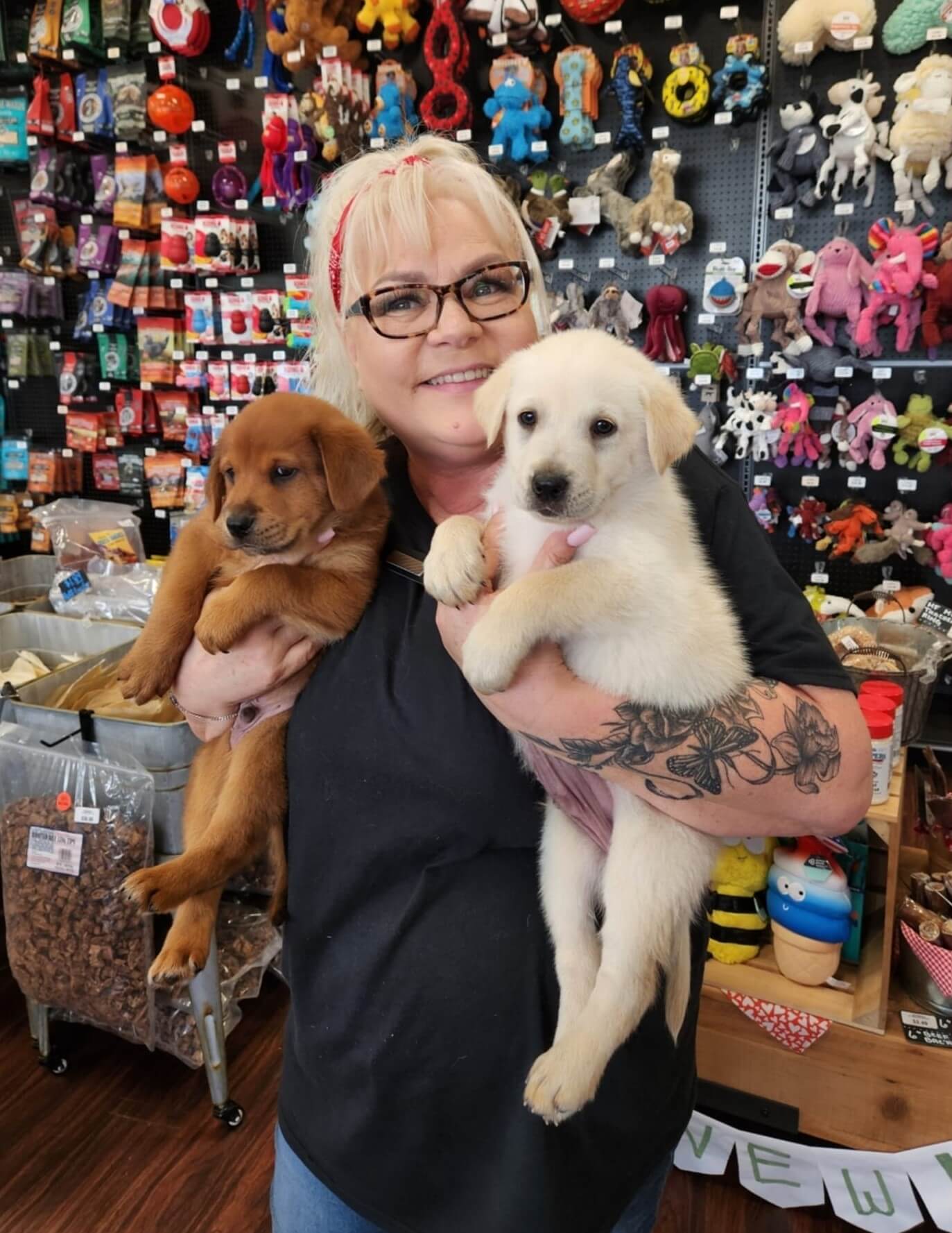 Person holding two cute puppies on their hand.