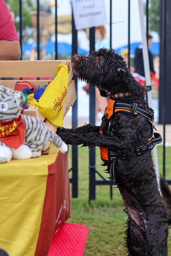 Dogs looking for treats at Hollywood Feed stall