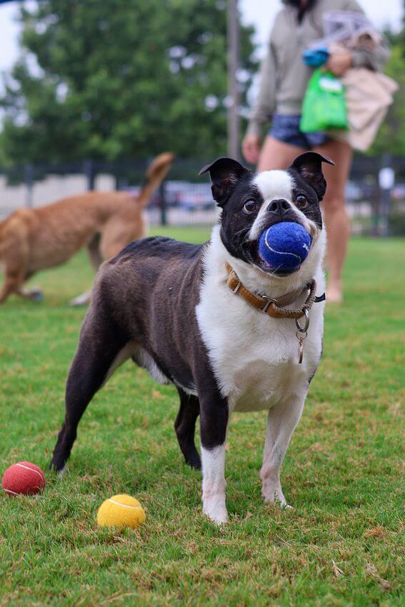 Dog grabbing Hollywood Feed tennis ball