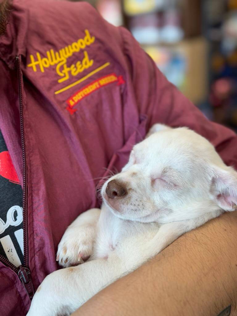 Hollywood Feed Staff holding a puppy.