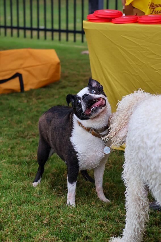 Dog being silly