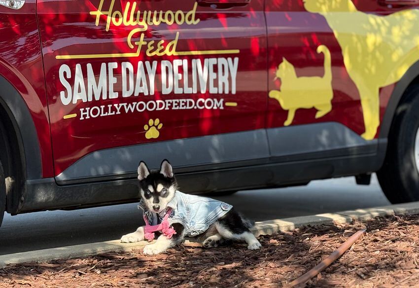 Same Day Delivery Vehicle with puppy in front