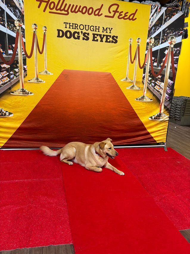 Dog giving a post with Holylwood Feed Red carpet background