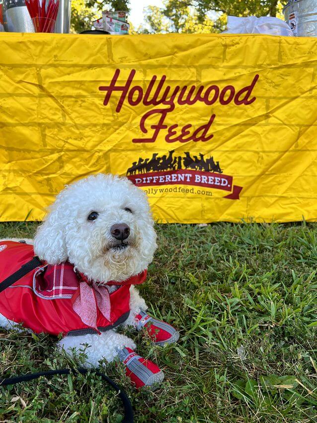 Dog with Hollywood Feed logo in the background