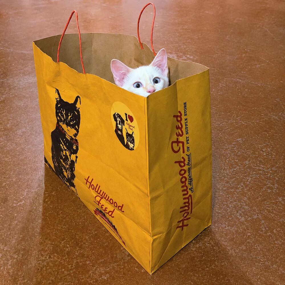 Cute white cat in a Hollywood Feed Shopping Bag