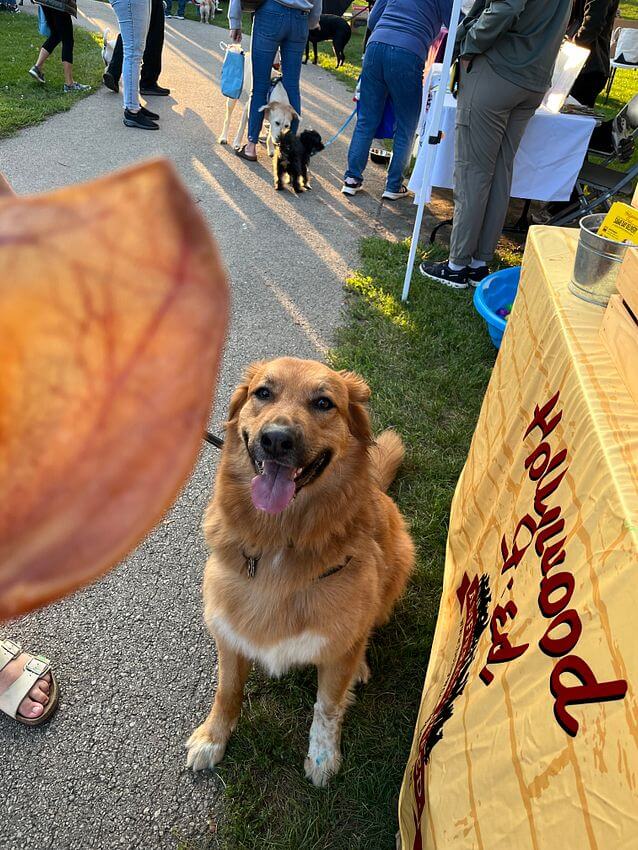 Dog looking at Pig Ear treat being held by Hollywood Feed staff