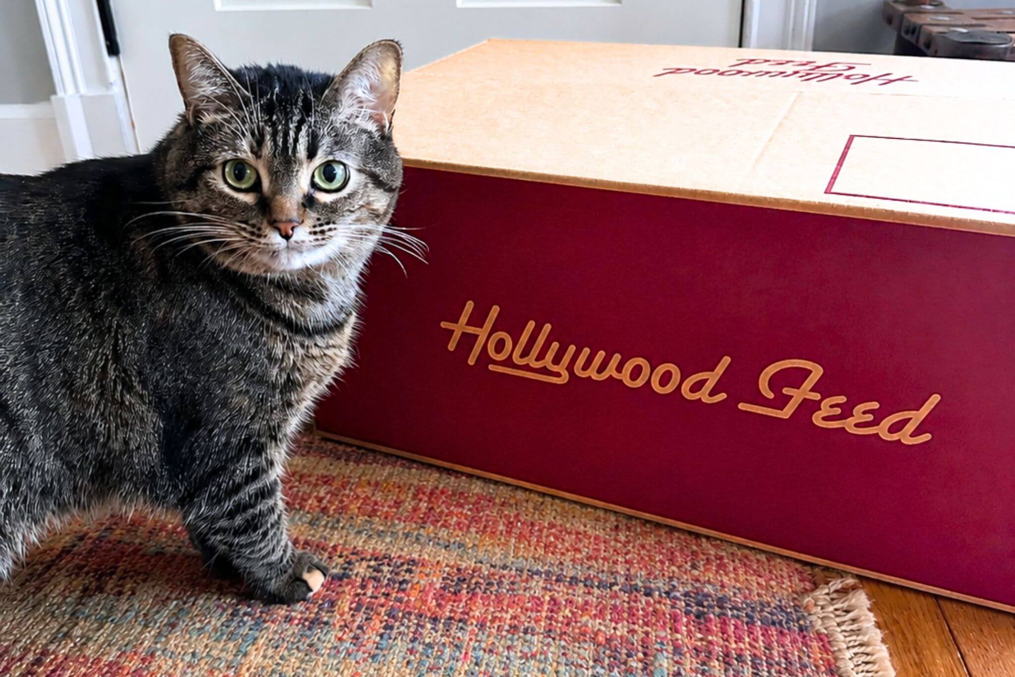 Tabby cat next to A Hollywood Feed Package or Box