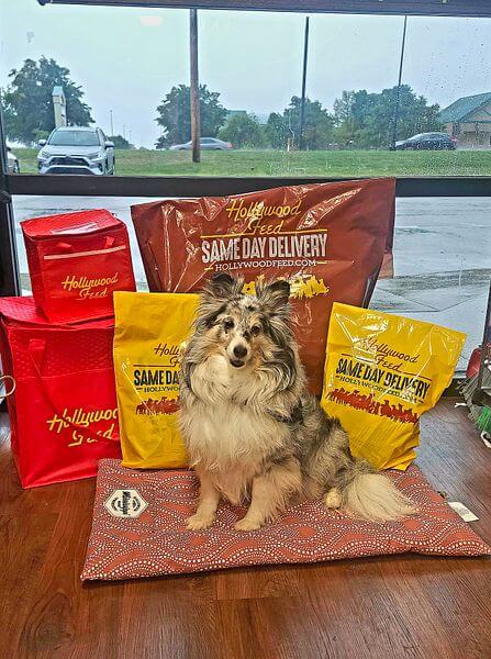 Dog with Same Day Delivery delivery bags on the background.