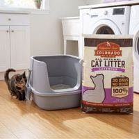 Cat Litter - Shop Now