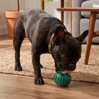 Toys for Dogs